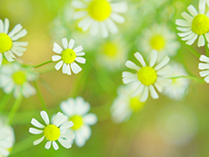 爽やかな花イメージ